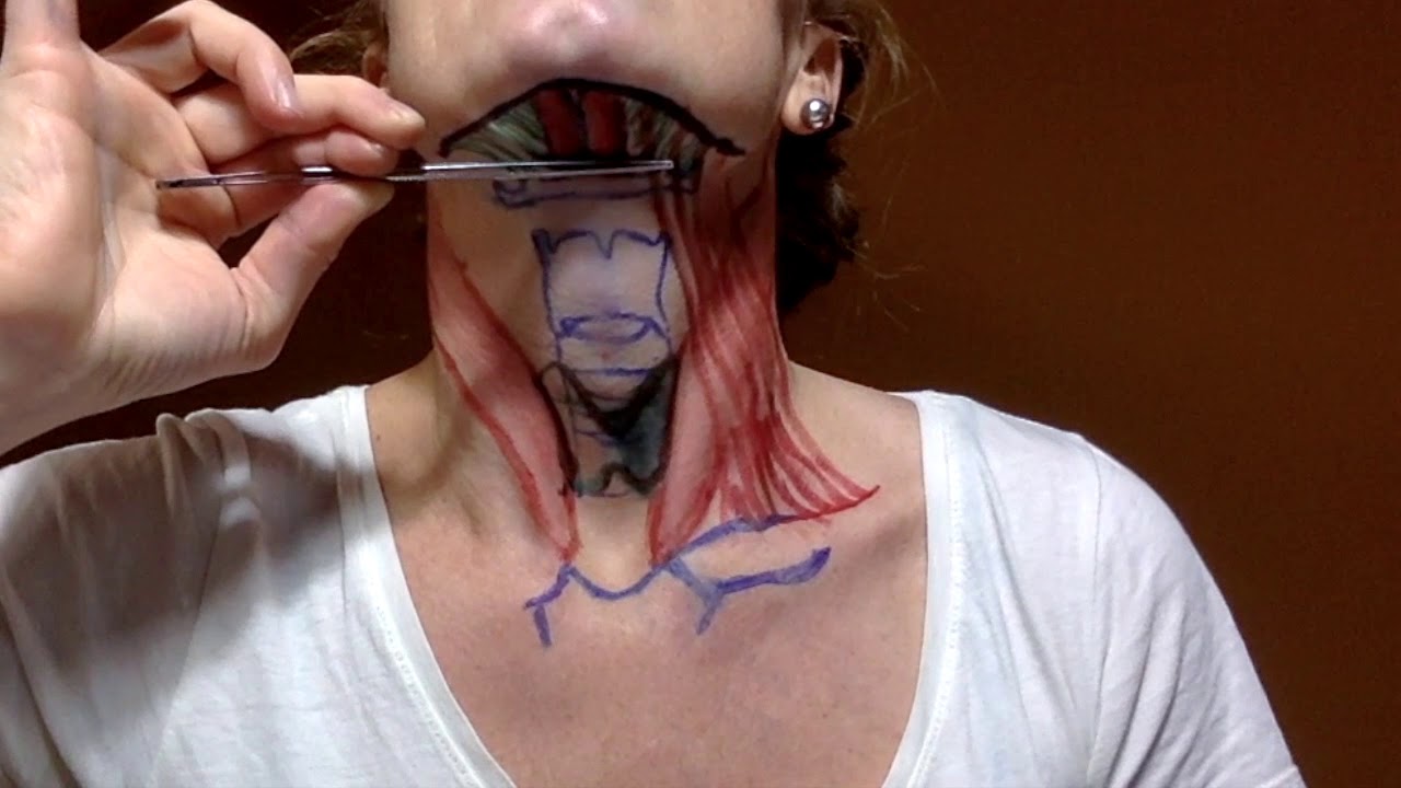 anatomía de la garganta y cuello