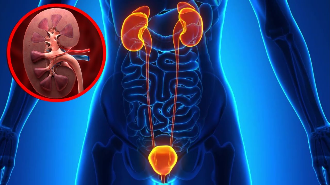 aparato excretor funcion de cada organo