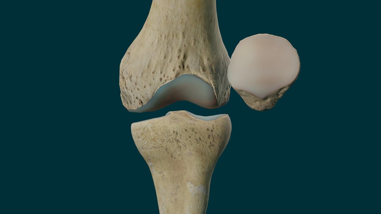 articulacion del femur con la tibia