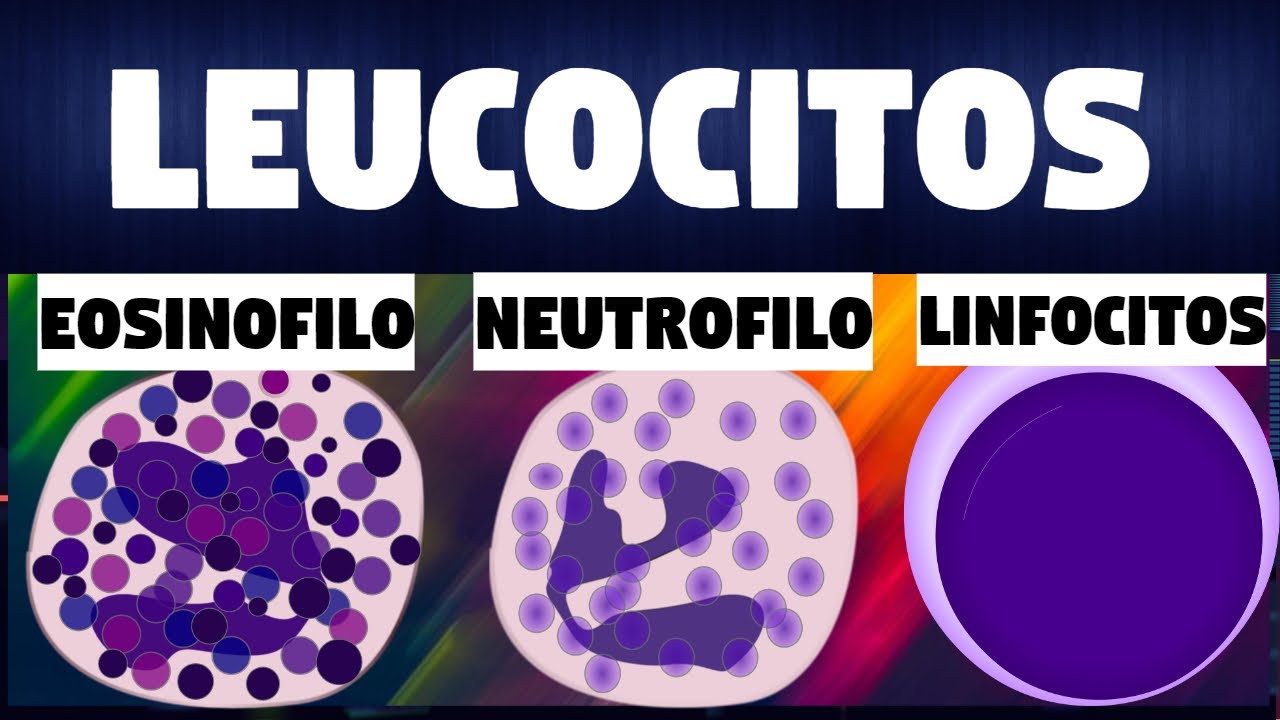 clases de leucocitos y sus funciones