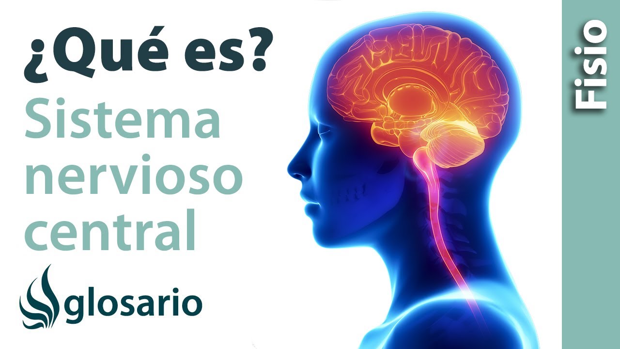 como se protege el sistema nervioso central