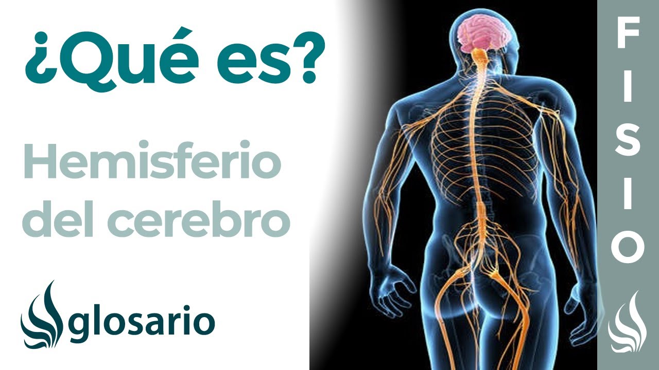 cual hemisferio del cerebro uso mas