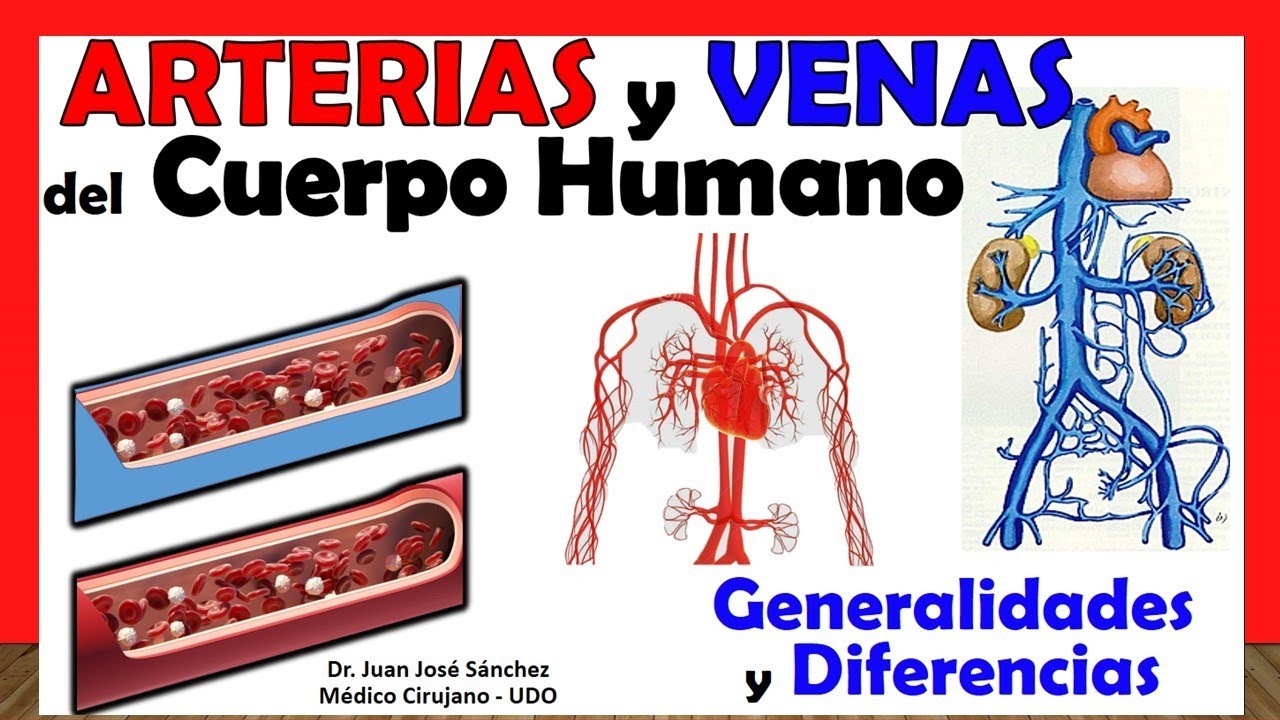 cuales son las venas mas importantes del cuerpo humano