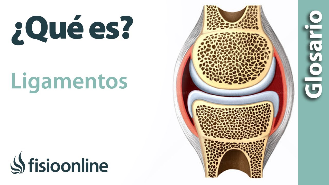 cuales son los ligamentos del cuerpo humano