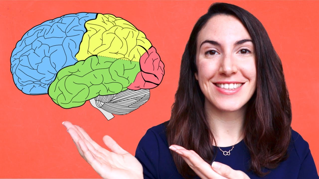 cuantas cisuras presenta el cerebro y cuales son