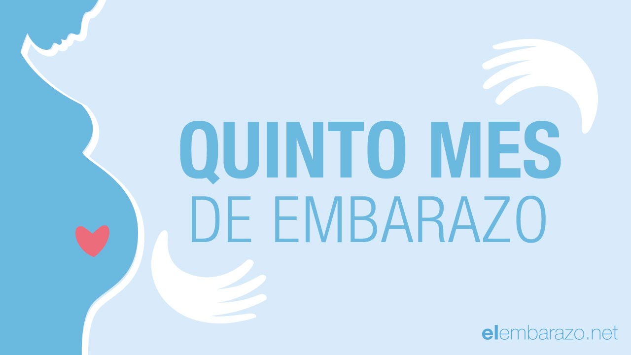 desarrollo de un bebe de 5 meses en el vientre