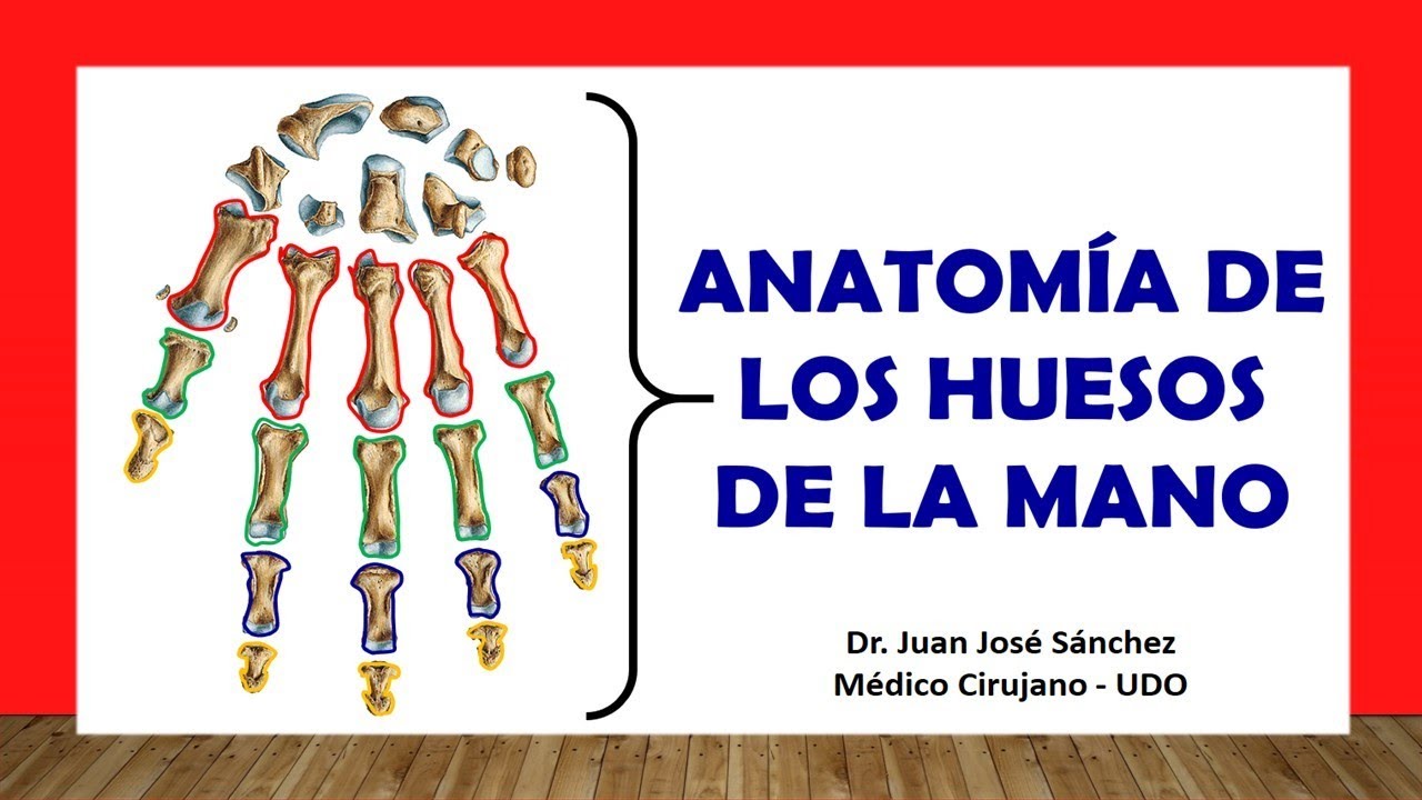 descripcion de los huesos de la mano