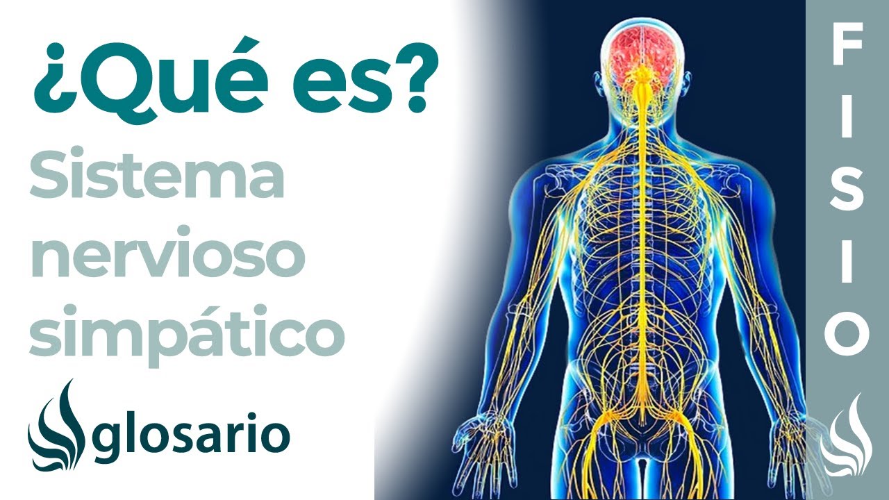 diferencias del sistema nervioso simpatico y parasimpatico