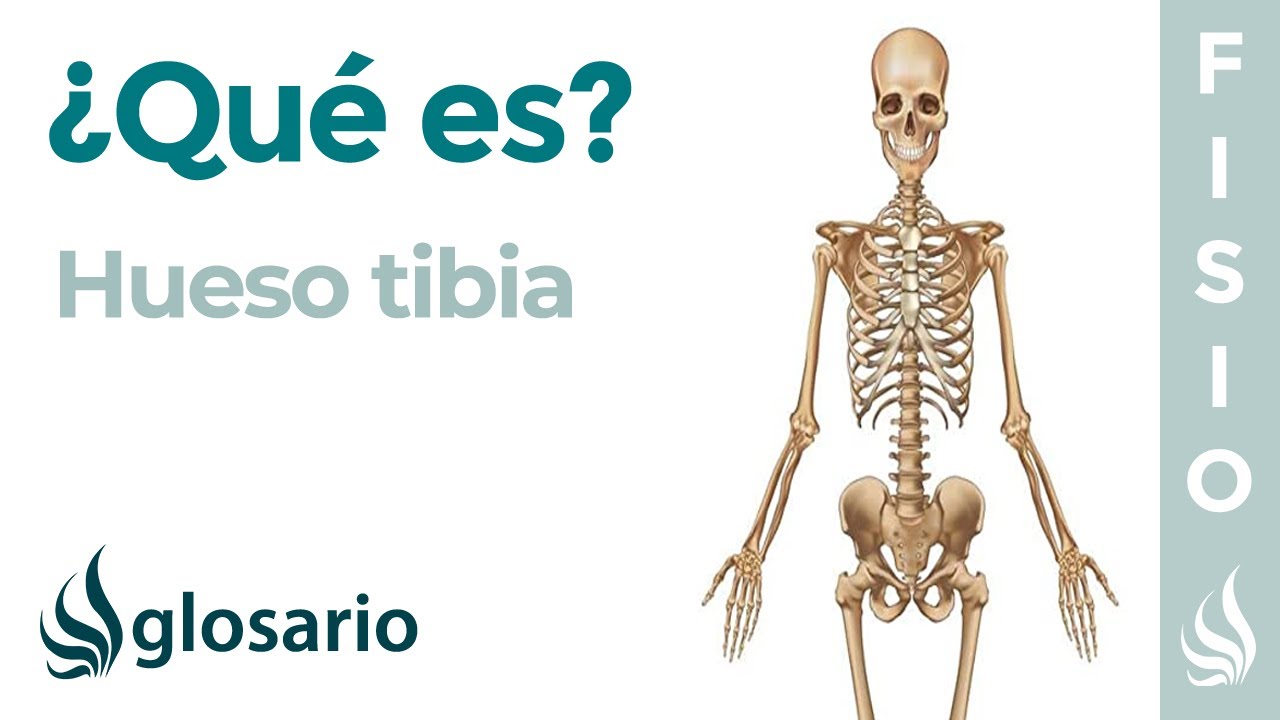 donde esta la tibia en el cuerpo humano