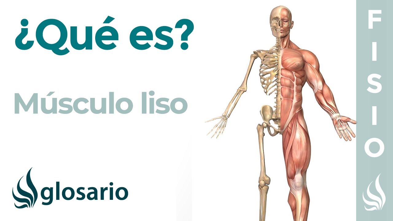 el tejido muscular liso es voluntario o involuntario