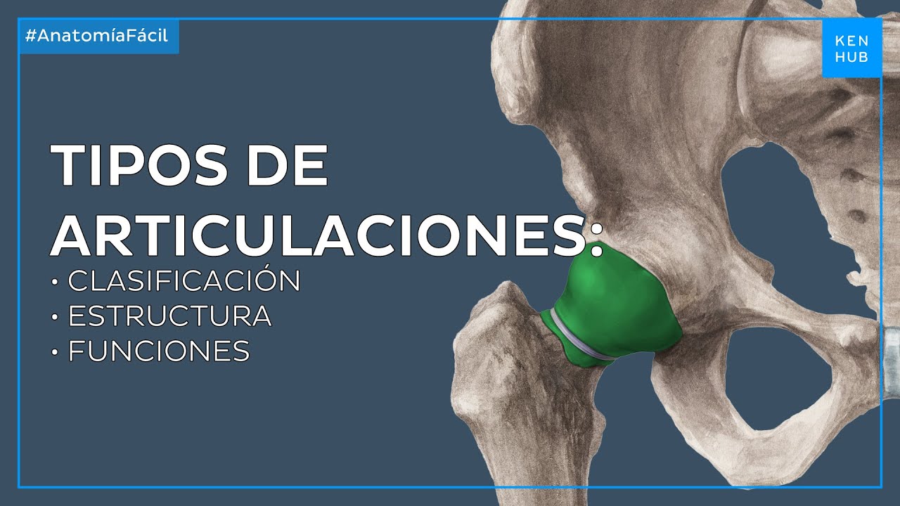 esquema de las articulaciones del cuerpo humano