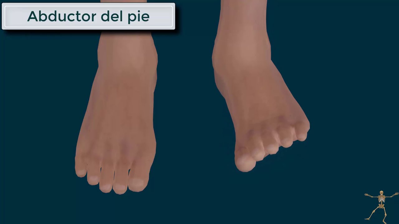 extensor comun de los dedos del pie