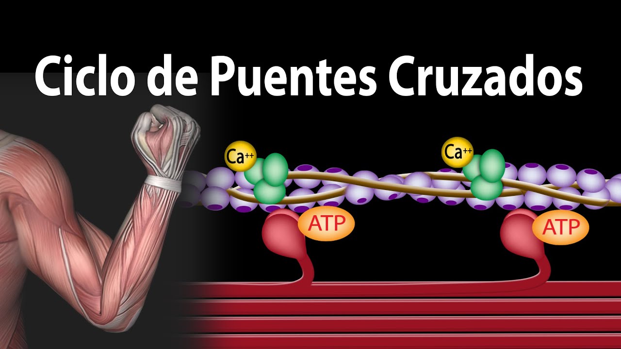 funcion de la actina y la miosina