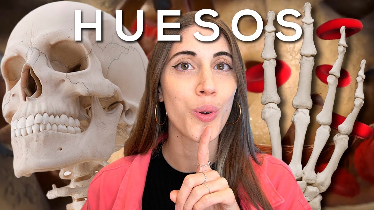 hueso mas grande del ser humano