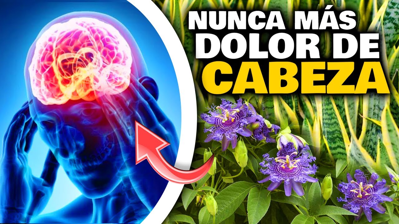 infusiones para el dolor de cabeza