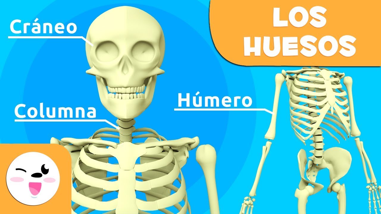 las costillas del cuerpo humano para niños