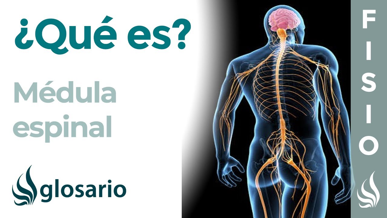 medula espinal con todas sus partes