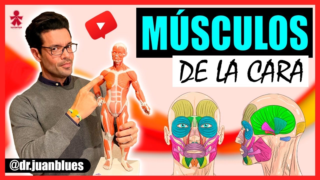 músculos de la cara cuántos son