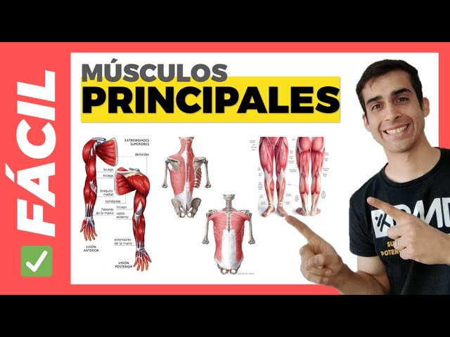 musculos del cuerpo humano para completar