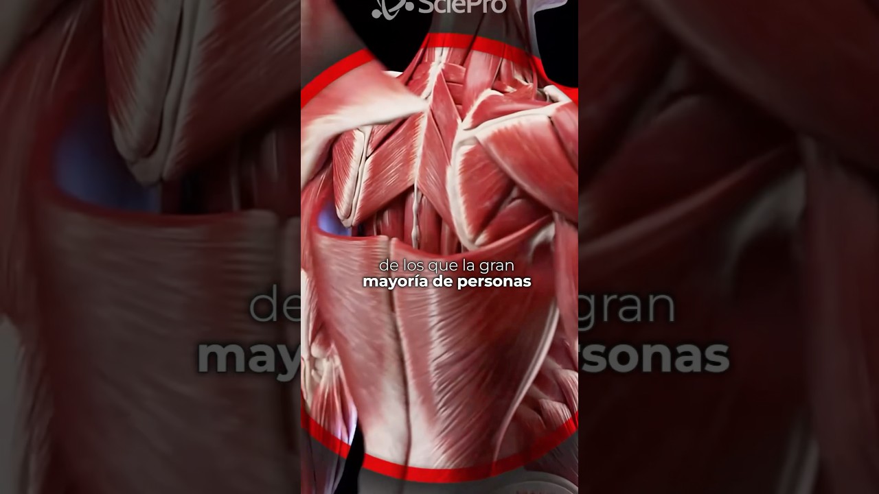 musculos mas importantes de la espalda