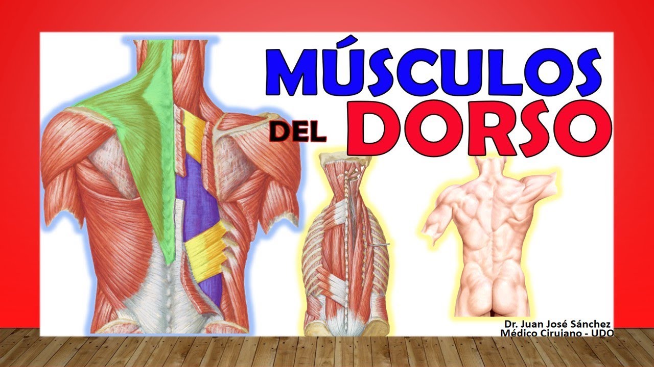 musculos y huesos de la espalda