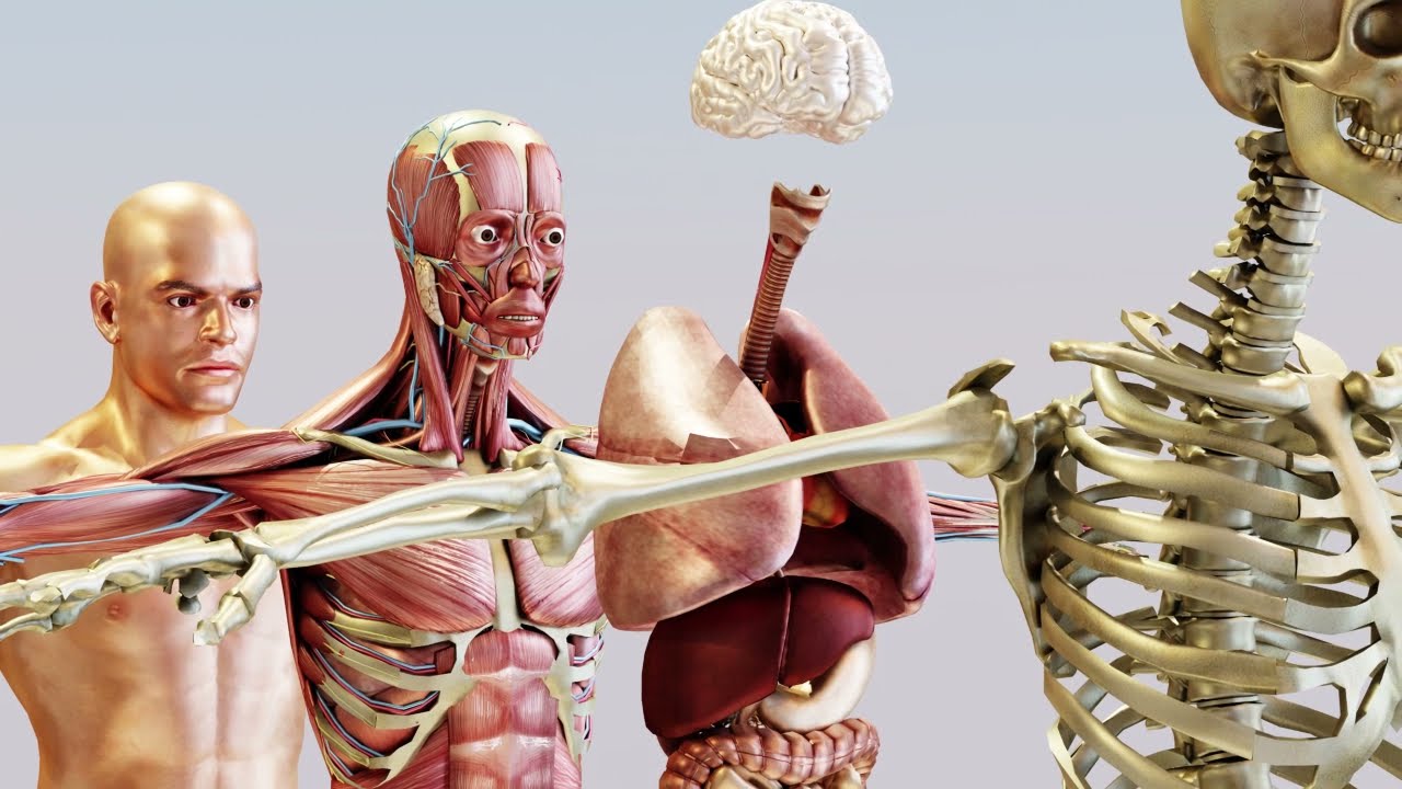 musculos y huesos mas importantes del cuerpo humano