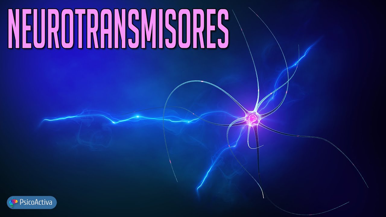 neurotransmisores del cerebro y sus funciones