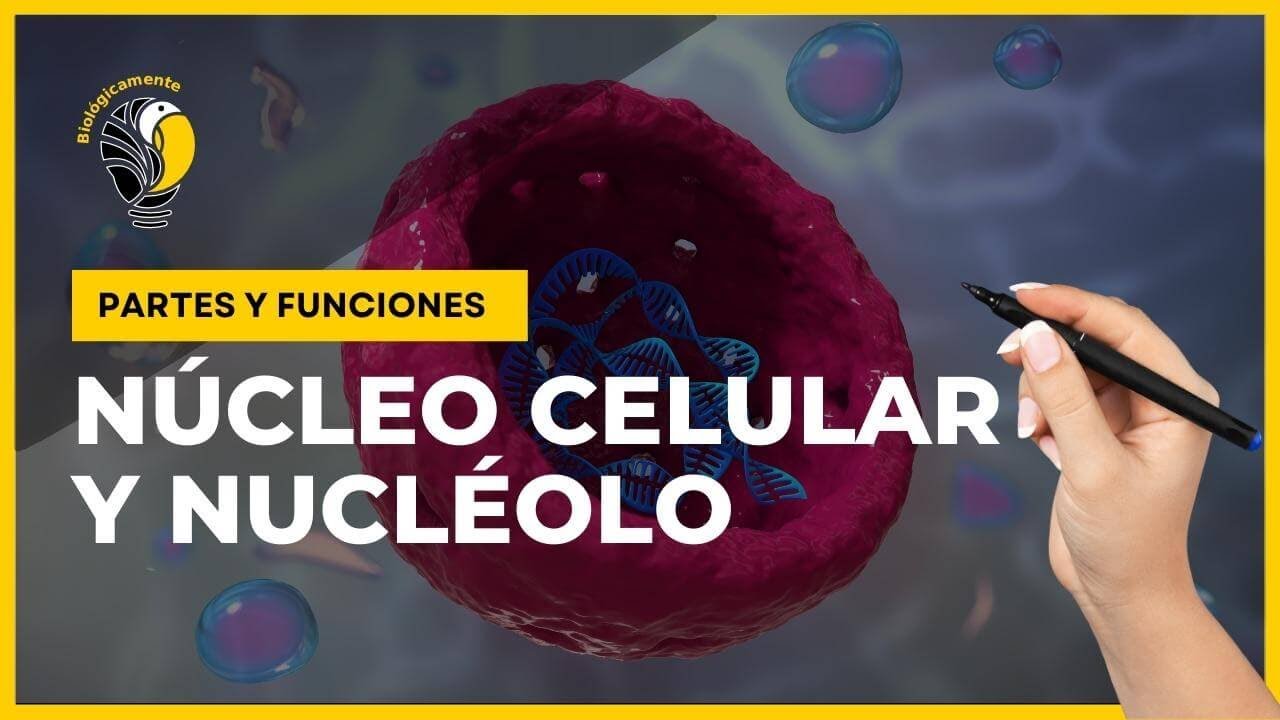 nucleo y nucleolo de la neurona