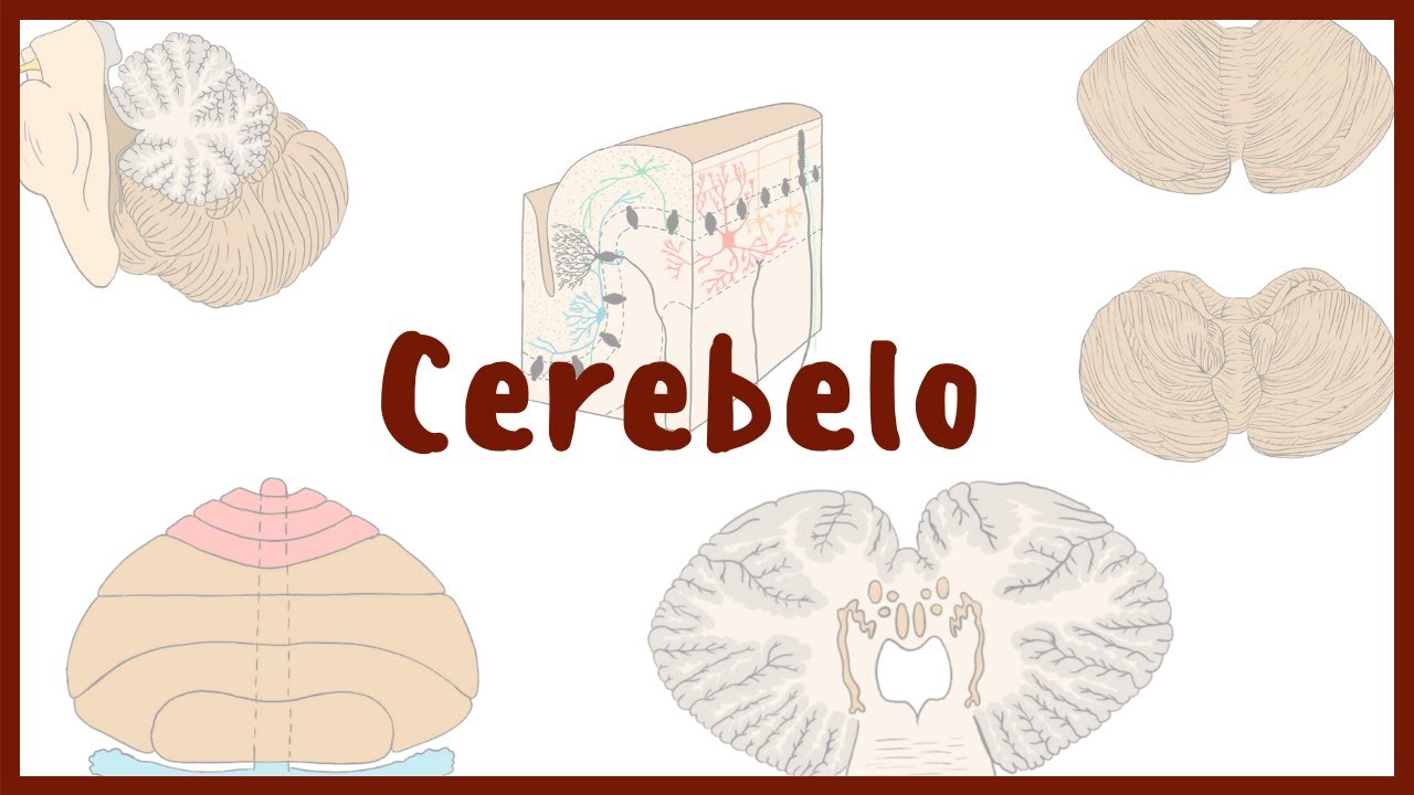 nucleos del cerebelo y sus funciones