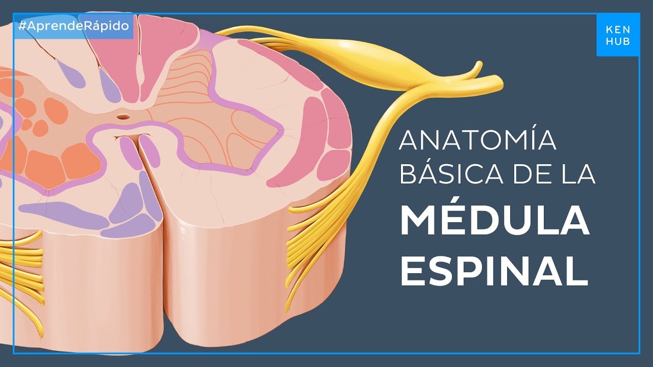 nucleos motores de la medula espinal