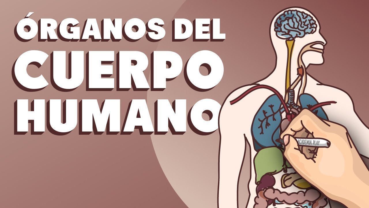 organos del cuerpo humano por la espalda