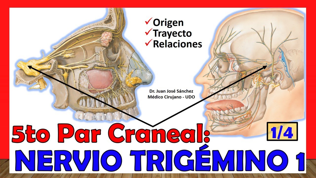 origen real y aparente del nervio trigemino