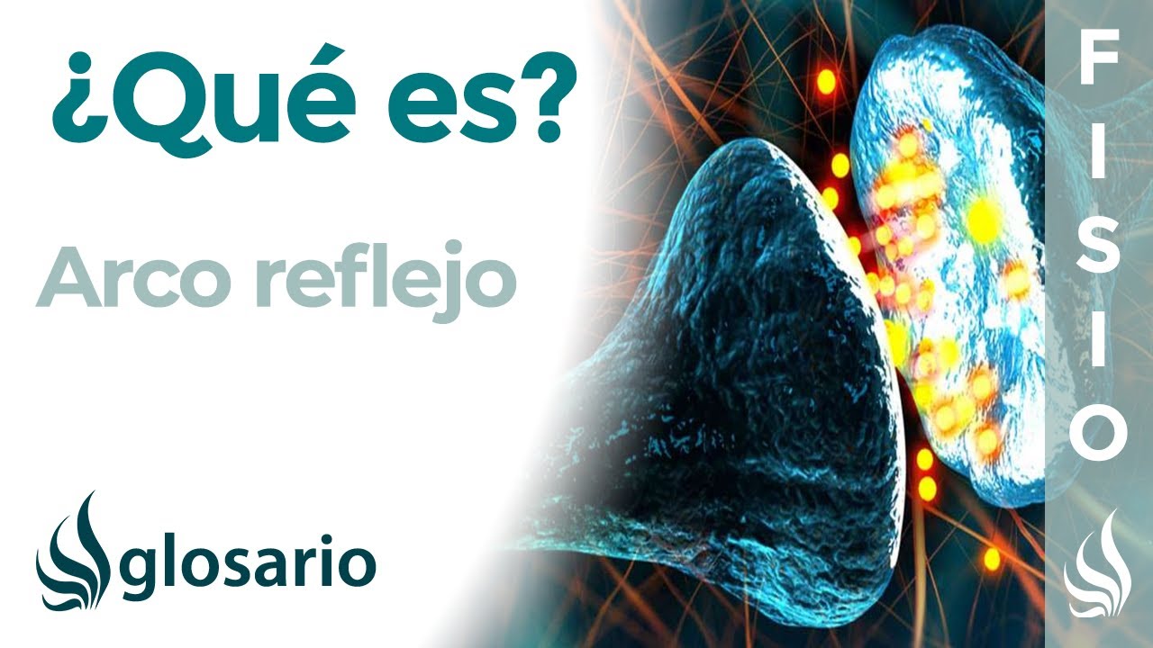 para que sirve el arco reflejo