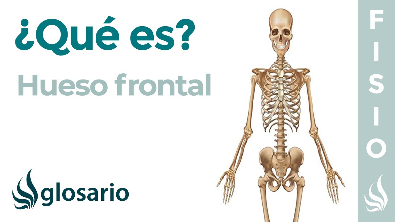 para que sirve el hueso frontal