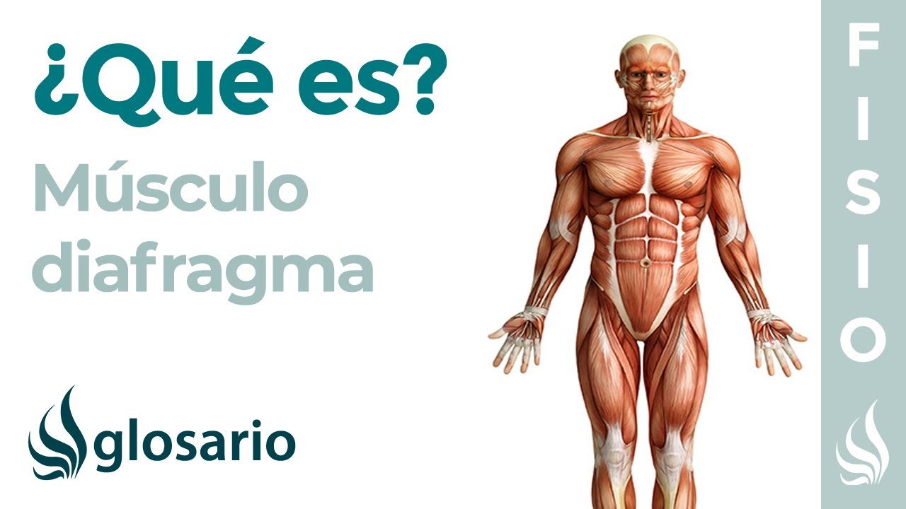 que es el diafragma y que funcion cumple