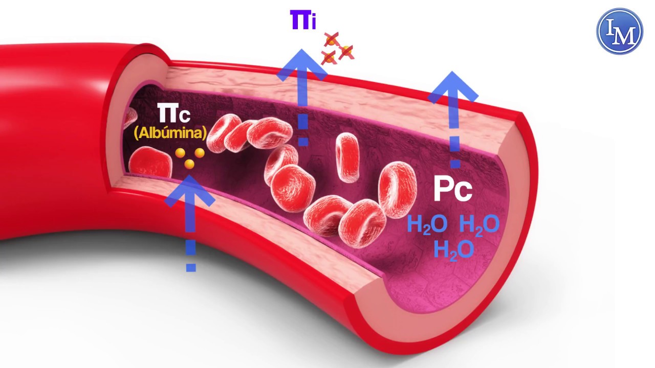que es la presion oncotica e hidrostatica