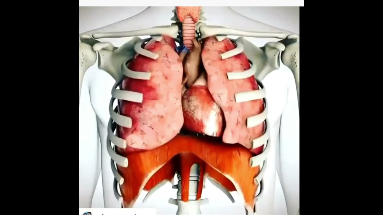 que funcion cumple el diafragma en el sistema respiratorio