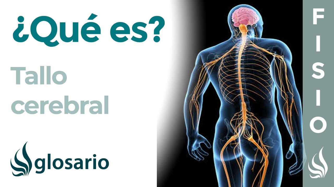 que funcion cumple el tallo cerebral