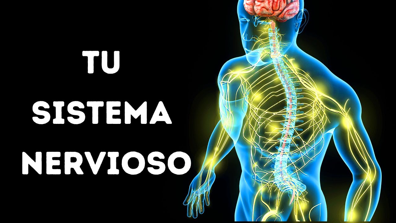 que pasaria si no tuvieramos sistema nervioso
