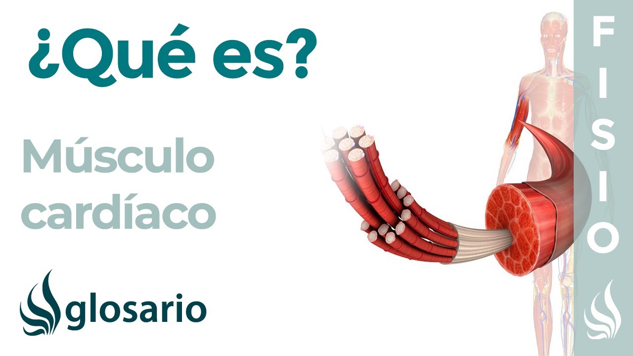 que tipo de tejido es el corazon