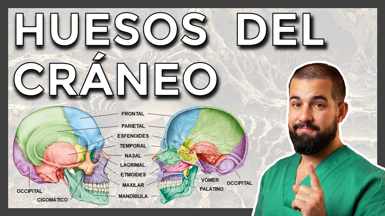 resumen de los huesos del craneo