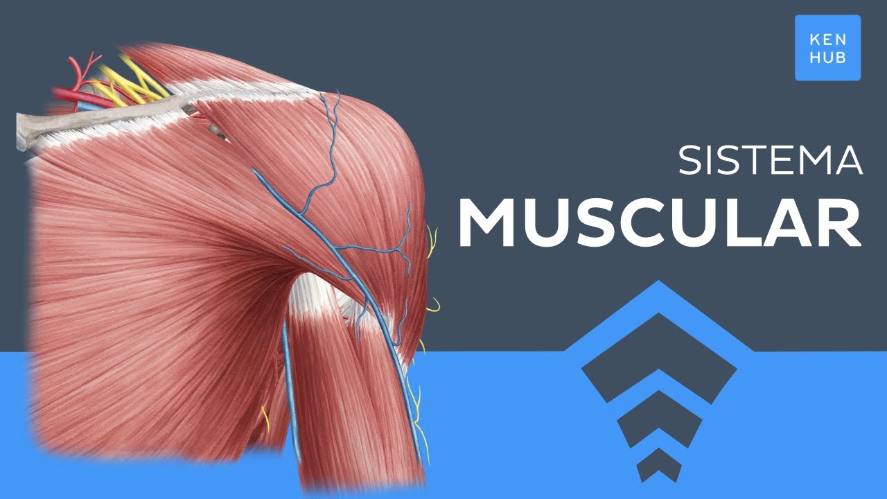 sistema muscular cara anterior y posterior