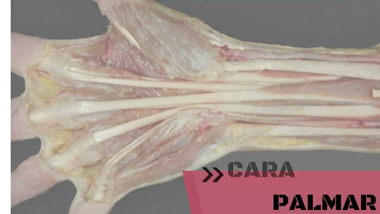 tendones y ligamentos de la mano