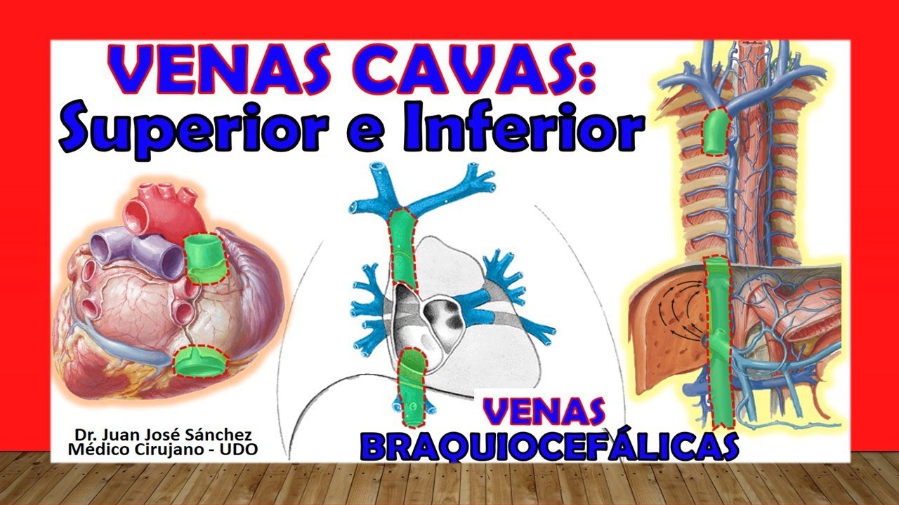 vena cava superior y auricula derecha