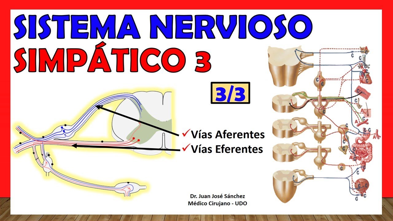 via aferente y eferente sistema nervioso