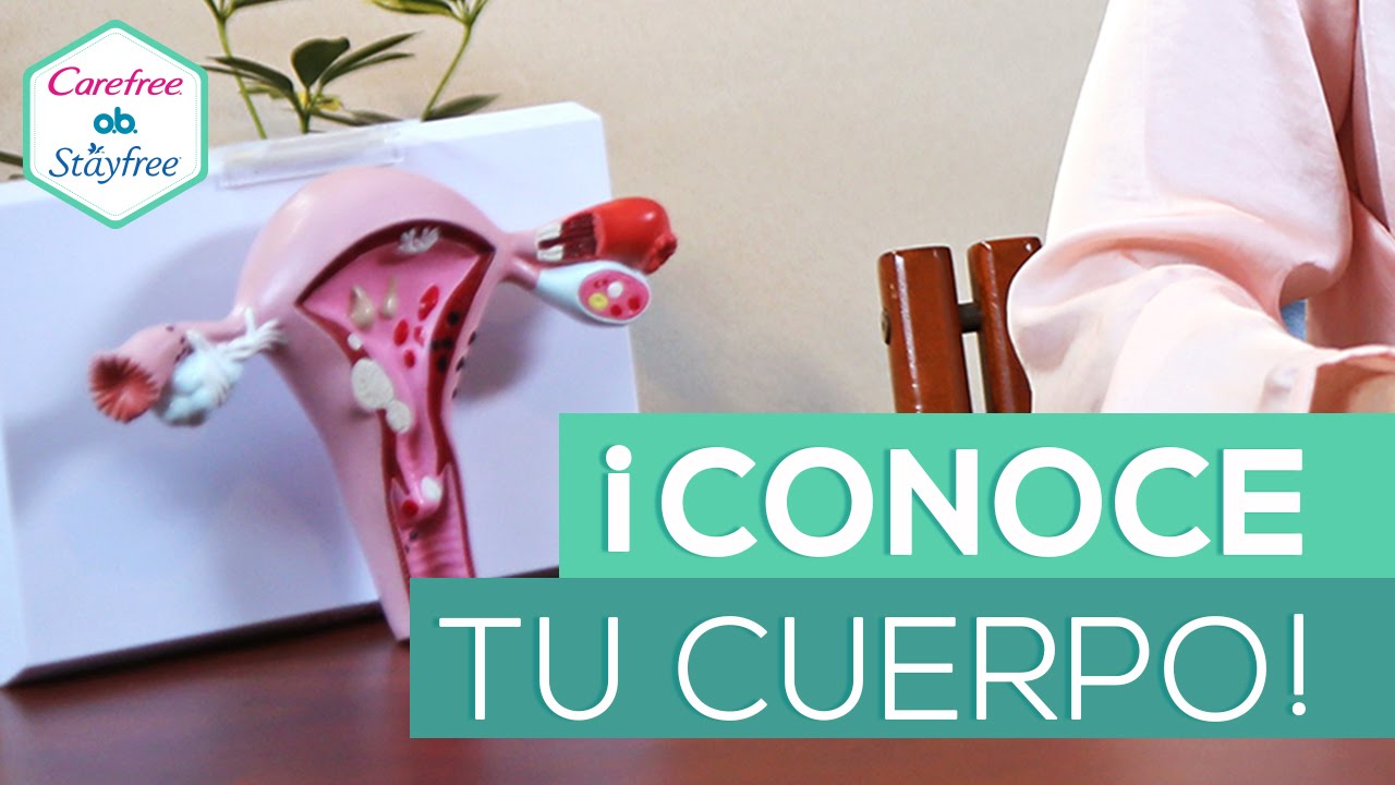 anatomia del cuerpo de la mujer
