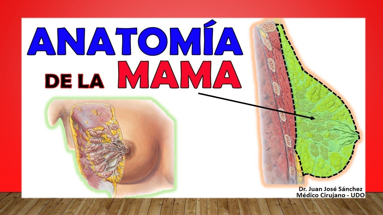 anatomia y fisiologia de los senos