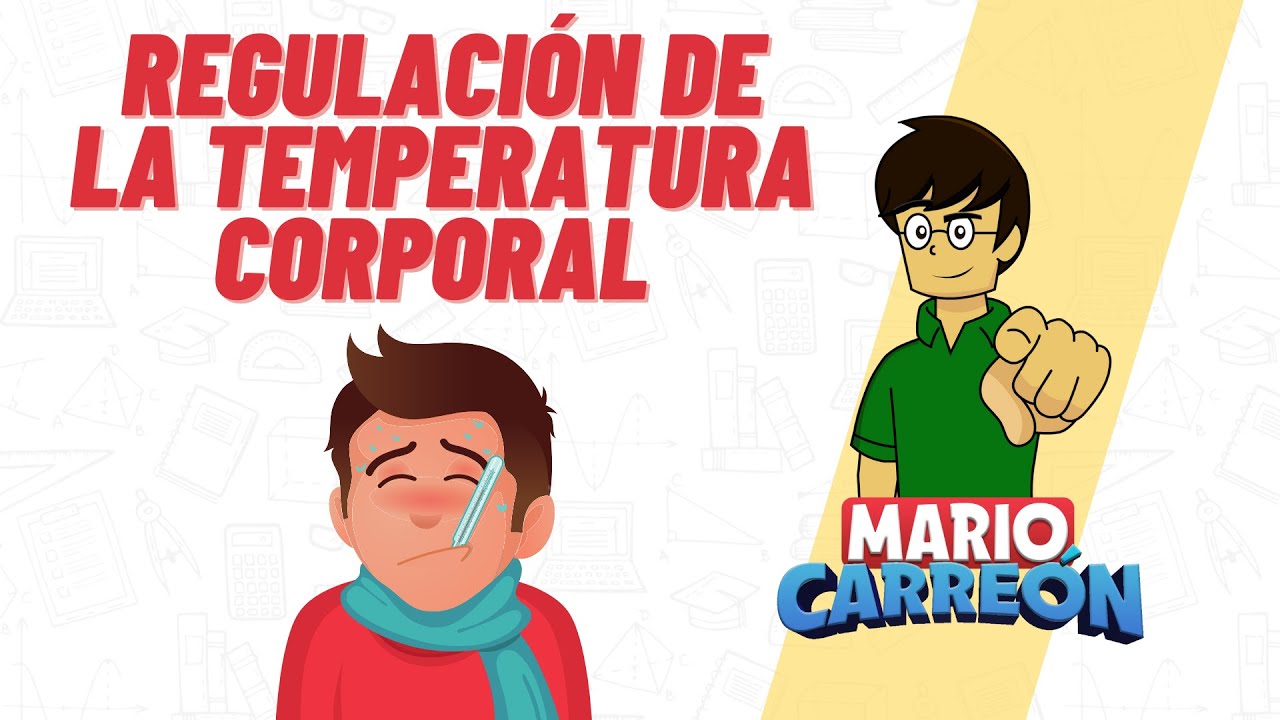 como regula la temperatura el cuerpo humano
