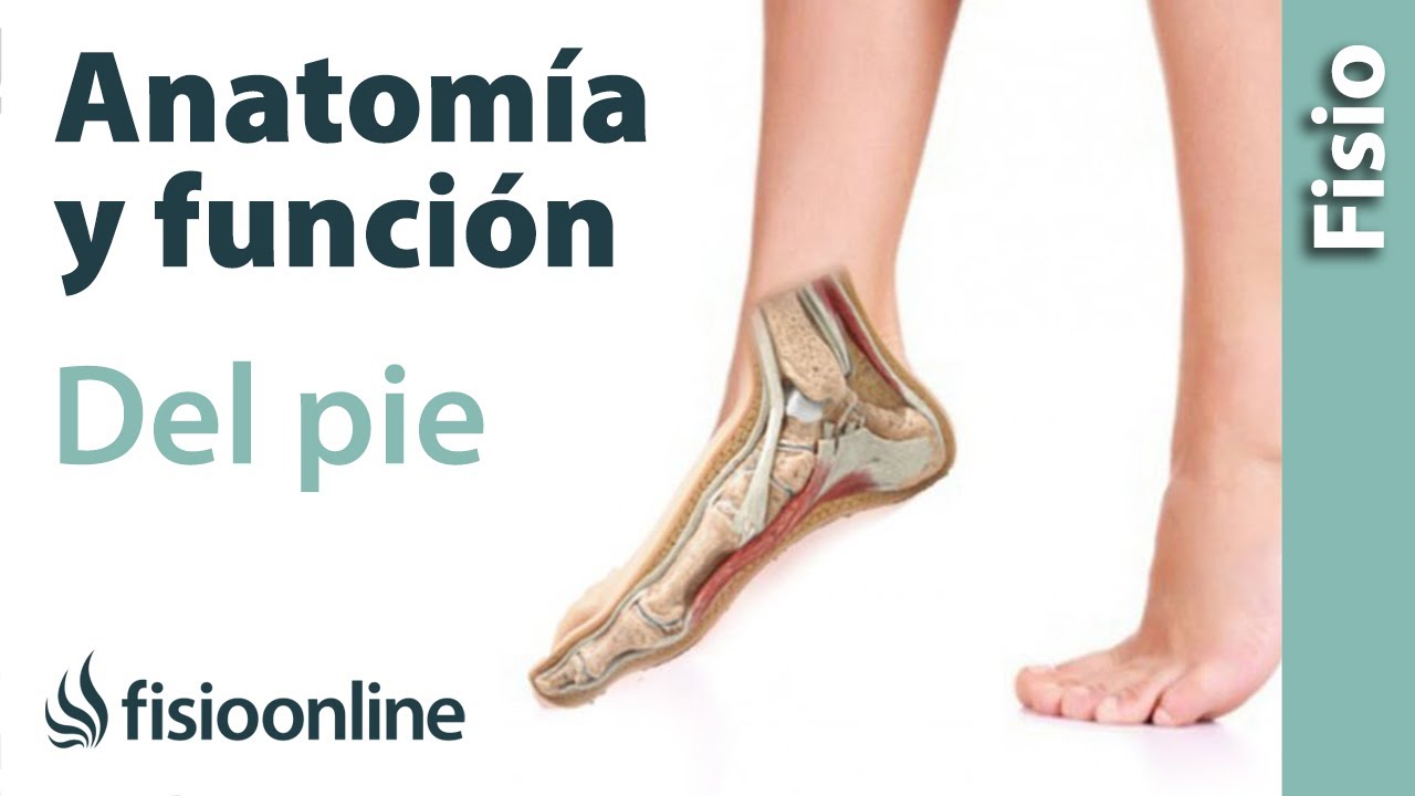 como se llaman las partes del pie