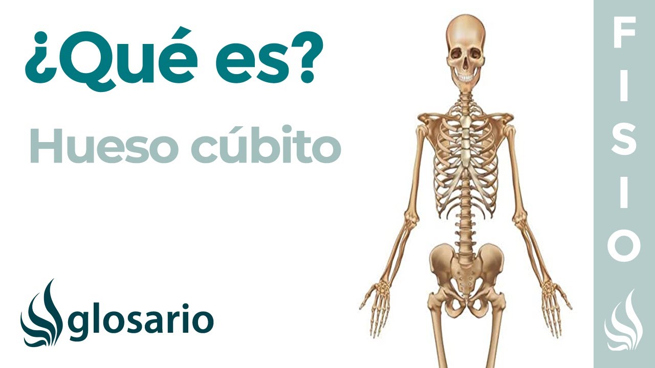 cual es el cubito del brazo